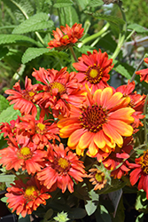 Arizona Red Shades Blanket Flower (Gaillardia x grandiflora 'Arizona Red Shades') at Marlin Orchards & Garden Centre