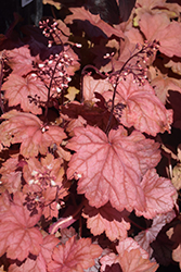 Georgia Peach Coral Bells (Heuchera 'Georgia Peach') at Marlin Orchards & Garden Centre