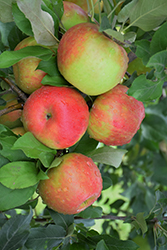 Honeycrisp Apple (Malus 'Honeycrisp') at Marlin Orchards & Garden Centre