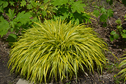Golden Variegated Hakone Grass (Hakonechloa macra 'Aureola') at Marlin Orchards & Garden Centre