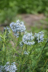Narrow-Leaf Blue Star (Amsonia hubrichtii) at Marlin Orchards & Garden Centre