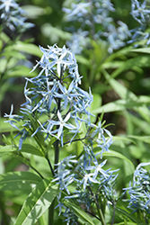 Narrow-Leaf Blue Star (Amsonia hubrichtii) at Marlin Orchards & Garden Centre