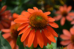 Sombrero Adobe Orange Coneflower (Echinacea 'Balsomador') at Marlin Orchards & Garden Centre