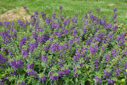 Angelface Blue Angelonia (Angelonia angustifolia 'ANBLU140') at Marlin Orchards & Garden Centre