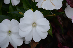 SunPatiens Compact White Impatiens (Impatiens 'SakimP027') at Marlin Orchards & Garden Centre