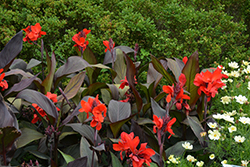 Cannova Bronze Scarlet Canna (Canna 'Cannova Bronze Scarlet') at Marlin Orchards & Garden Centre