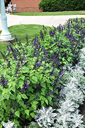 Rockin' Playin' The Blues Salvia (Salvia 'Balsamispim') at Marlin Orchards & Garden Centre