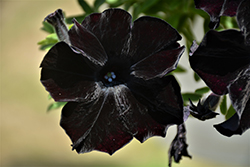 Crazytunia Black Mamba Petunia (Petunia 'Crazytunia Black Mamba') at Marlin Orchards & Garden Centre