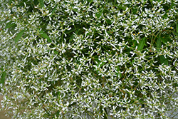 Diamond Frost Euphorbia (Euphorbia 'INNEUPHDIA') at Marlin Orchards & Garden Centre