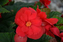 Nonstop Red Begonia (Begonia 'Nonstop Red') at Marlin Orchards & Garden Centre