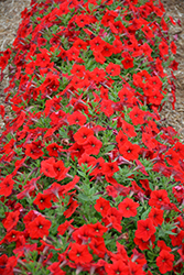 Easy Wave Red Petunia (Petunia 'Easy Wave Red') at Marlin Orchards & Garden Centre