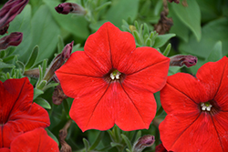 Easy Wave Red Petunia (Petunia 'Easy Wave Red') at Marlin Orchards & Garden Centre