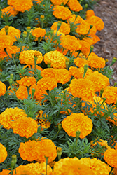 Inca II Orange Marigold (Tagetes erecta 'Inca II Orange') at Marlin Orchards & Garden Centre