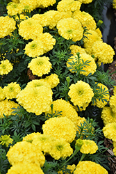 Inca II Yellow Marigold (Tagetes erecta 'Inca II Yellow') at Marlin Orchards & Garden Centre
