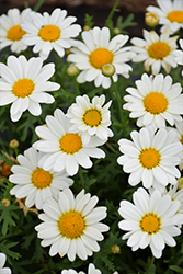 Pure White Butterfly Marguerite Daisy (Argyranthemum frutescens 'G14420') at Marlin Orchards & Garden Centre