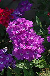 Superbena Violet Ice Verbena (Verbena 'Superbena Violet Ice') at Marlin Orchards & Garden Centre