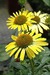 Cleopatra Coneflower (Echinacea 'Cleopatra') at Marlin Orchards & Garden Centre