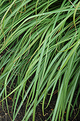 Huron Sunrise Maiden Grass (Miscanthus sinensis 'Huron Sunrise') at Marlin Orchards & Garden Centre
