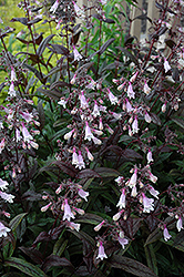 Dark Towers Beard Tongue (Penstemon 'Dark Towers') at Marlin Orchards & Garden Centre