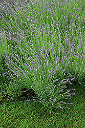 Essence Purple Lavender (Lavandula angustifolia 'Essence Purple') at Marlin Orchards & Garden Centre