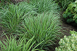 Cheyenne Sky Switch Grass (Panicum virgatum 'Cheyenne Sky') at Marlin Orchards & Garden Centre