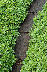 Green Carpet Japanese Spurge (Pachysandra terminalis 'Green Carpet') at Marlin Orchards & Garden Centre