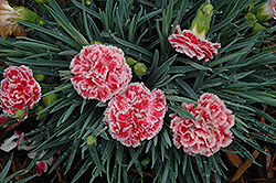 Coral Reef Pinks (Dianthus 'WP07OLDRICE') at Marlin Orchards & Garden Centre