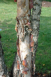 Heritage River Birch (clump) (Betula nigra 'Heritage (clump)') at Marlin Orchards & Garden Centre