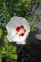 Red Heart Rose Of Sharon (Hibiscus syriacus 'Red Heart') at Marlin Orchards & Garden Centre
