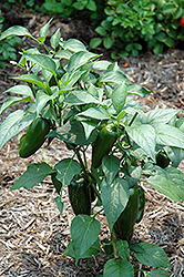 Jalapeno Pepper (Capsicum annuum 'Jalapeno') at Marlin Orchards & Garden Centre