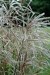 Huron Sunrise Maiden Grass (Miscanthus sinensis 'Huron Sunrise') at Marlin Orchards & Garden Centre