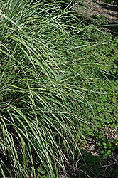 Little Zebra Dwarf Maiden Grass (Miscanthus sinensis 'Little Zebra') at Marlin Orchards & Garden Centre