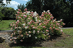 Vanilla Strawberry Hydrangea (Hydrangea paniculata 'Renhy') at Marlin Orchards & Garden Centre