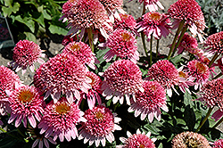 Butterfly Kisses Coneflower (Echinacea purpurea 'Butterfly Kisses') at Marlin Orchards & Garden Centre