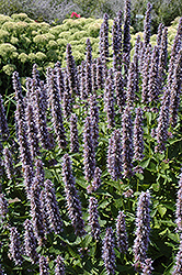 Blue Fortune Anise Hyssop (Agastache 'Blue Fortune') at Marlin Orchards & Garden Centre