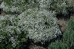 Summer Sparkles Baby's Breath (Gypsophila paniculata 'ESM Chispa') at Marlin Orchards & Garden Centre