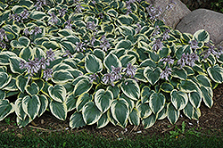 First Frost Hosta (Hosta 'First Frost') at Marlin Orchards & Garden Centre