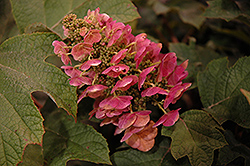 Ruby Slippers Hydrangea (Hydrangea quercifolia 'Ruby Slippers') at Marlin Orchards & Garden Centre