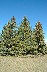 White Spruce (Picea glauca) at Marlin Orchards & Garden Centre