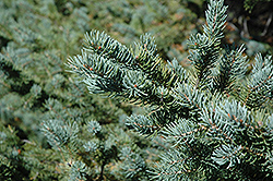 White Spruce (Picea glauca) at Marlin Orchards & Garden Centre