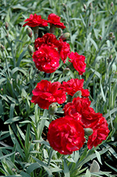 Early Bird Radiance Pinks (Dianthus 'Wp08 Mar05') at Marlin Orchards & Garden Centre