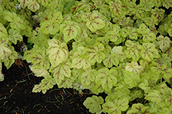 Yellowstone Falls Foamy Bells (Heucherella 'Yellowstone Falls') at Marlin Orchards & Garden Centre