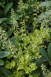 Lime Marmalade Coral Bells (Heuchera 'Lime Marmalade') at Marlin Orchards & Garden Centre