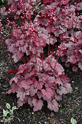 Grape Soda Coral Bells (Heuchera 'Grape Soda') at Marlin Orchards & Garden Centre