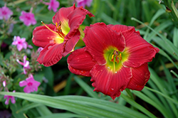 Happy Ever Appster Red Hot Returns Daylily (Hemerocallis 'Red Hot Returns') at Marlin Orchards & Garden Centre