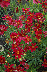 Red Satin Tickseed (Coreopsis 'Red Satin') at Marlin Orchards & Garden Centre