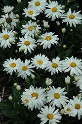 Whoops-A-Daisy Shasta Daisy (Leucanthemum x superbum 'Whoops-A-Daisy') at Marlin Orchards & Garden Centre
