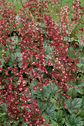 Berry Timeless Coral Bells (Heuchera 'Berry Timeless') at Marlin Orchards & Garden Centre