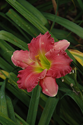 Passionate Returns Daylily (Hemerocallis 'Passionate Returns') at Marlin Orchards & Garden Centre