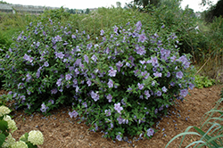 Blue Chiffon Rose of Sharon (Hibiscus syriacus 'Notwoodthree') at Marlin Orchards & Garden Centre